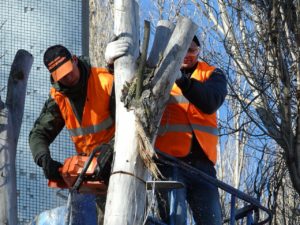 tree removal services